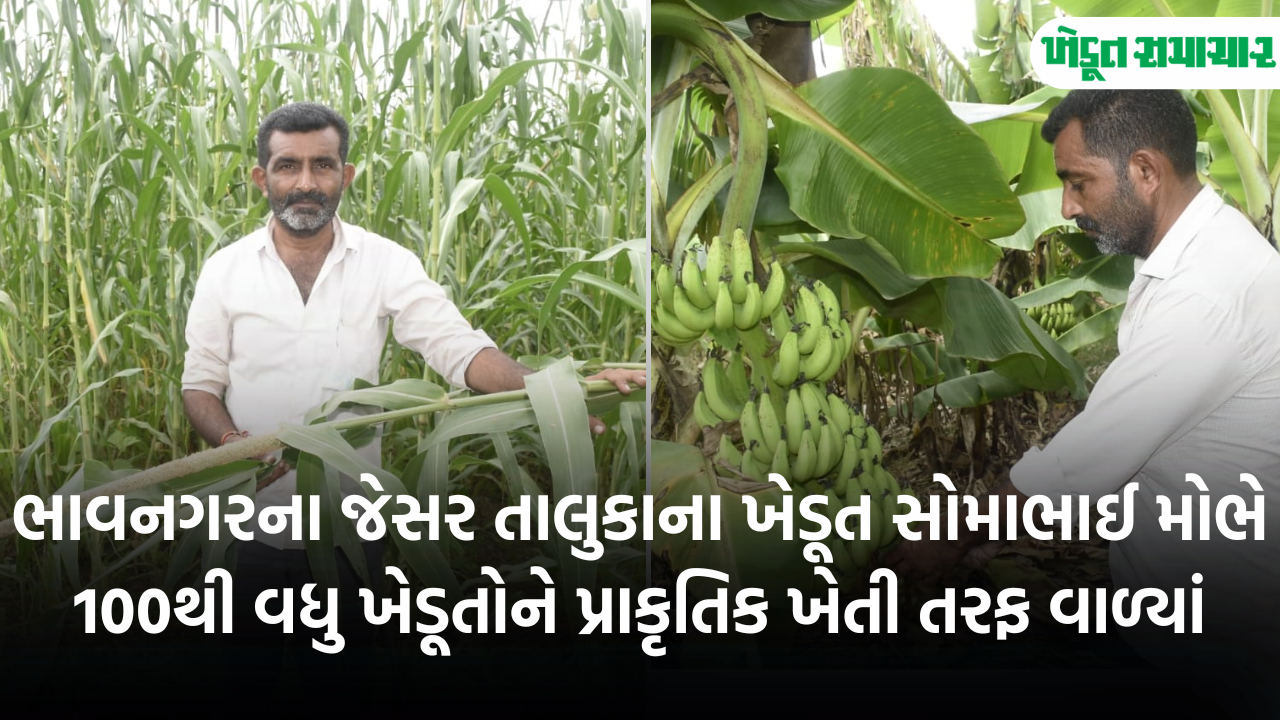 ભાવનગરના જેસર તાલુકાના ખેડૂત સોમાભાઈ મોભે 100થી વધુ ખેડૂતોને પ્રાકૃતિક ખેતી તરફ વાળ્યાં