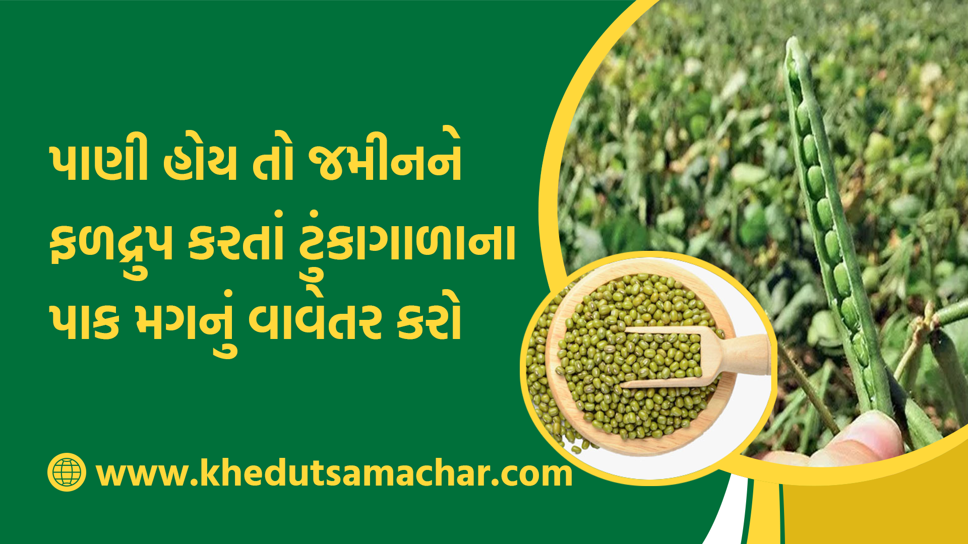 પાણી હોય તો જમીનને ફળદ્રુપ કરતાં ટુંકાગાળાના પાક મગનું વાવેતર કરો