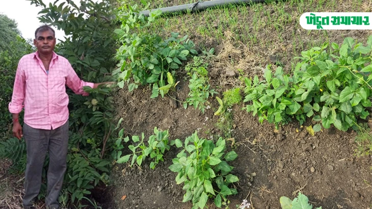  Desar talukas Farmers earning 4 to 5 lakhs through natural cultivation of fruits vegetables